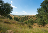 Terreny no urbanitzable en venda a Mijas ref.: TR107671 foto
