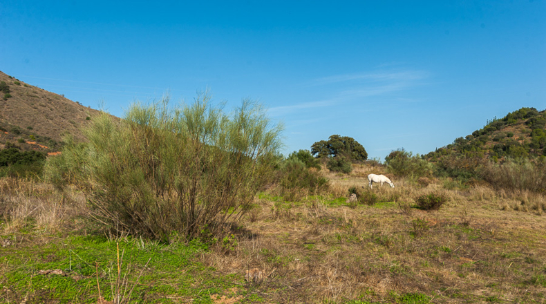 Málaga - Coín - 600000m2