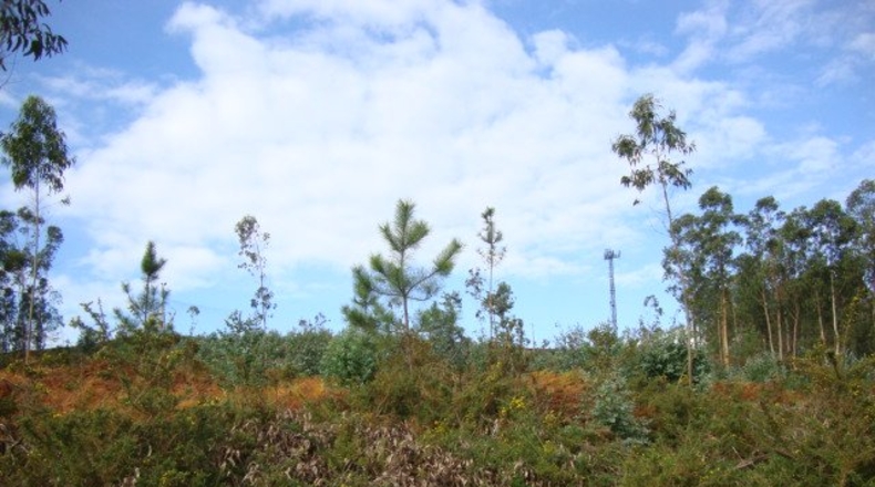 Pontevedra - Pontevedra - 20000m2