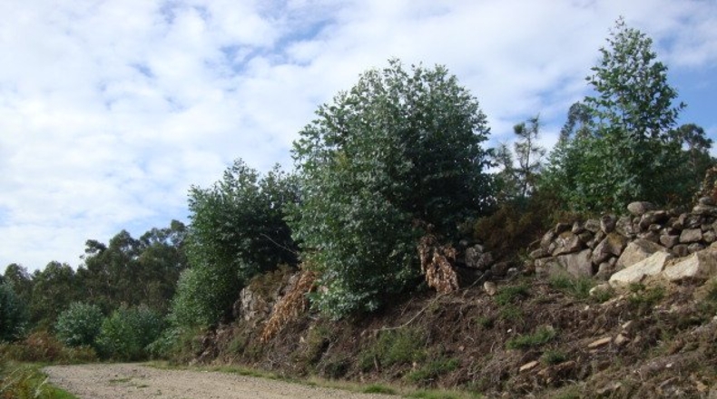 Pontevedra - Pontevedra - 20000m2