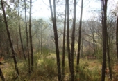 Non-developable land for sale in Cerdedo ref: TR15682 photo