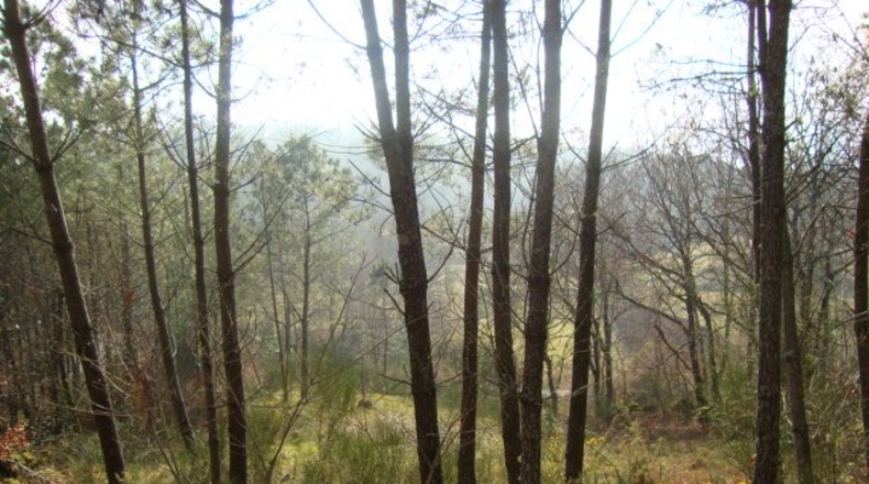 Pontevedra - Zamar - 914m2
