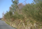Non-developable land for sale in Cerdedo ref: TR15682 photo