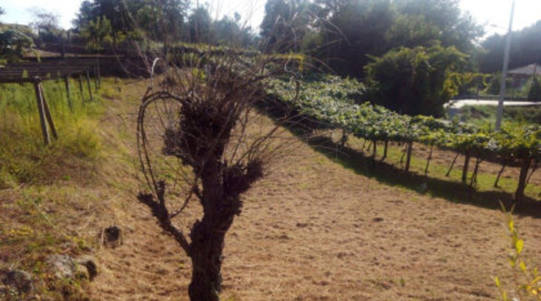Pontevedra - Mourente - 850m2