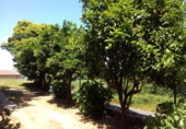 Finca rústica en venda a Santiago de Covelo ref.: TR18761 foto