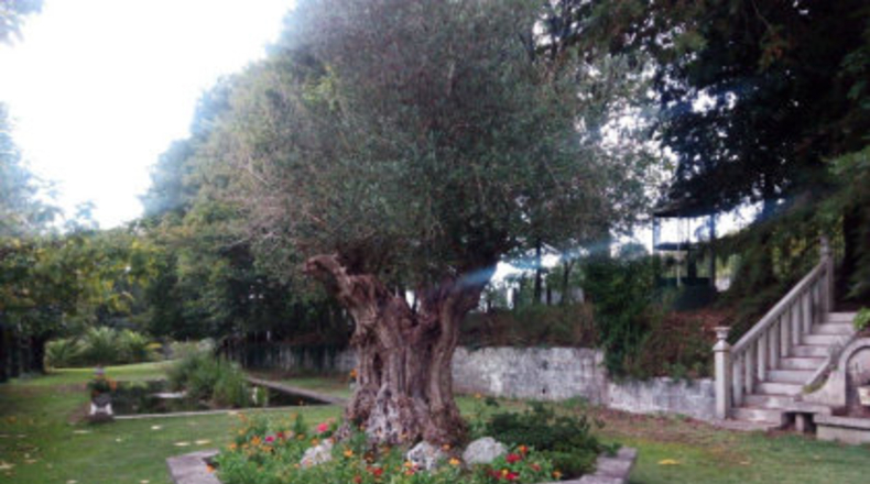 Pontevedra - Ponteareas - 18000m2