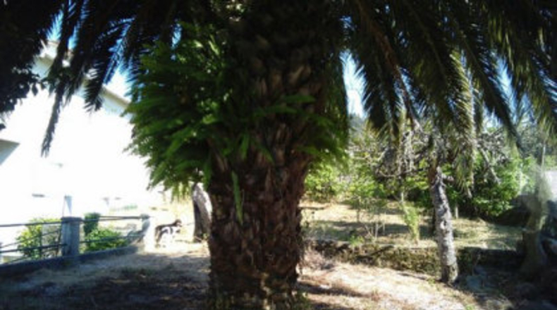 Pontevedra - A Barriada - 1000m2