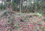 Terreno no urbanizable en venta en Poio de Arriba ref: TR15717 foto
