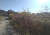 Non-developable land for sale in Sanxenxo ref: TR21781 photo