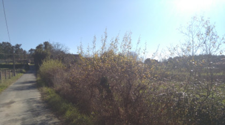 Pontevedra - A Carabuxeira - 1096m2