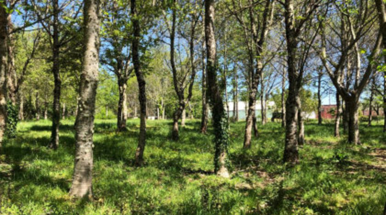 Pontevedra - O Cachafeiro - 10820m2