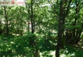Non-developable land for sale in Cerdedo ref: TR23127 photo