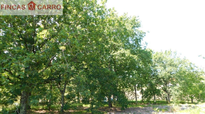 Pontevedra - Santa Xeve O Quinteiro - 4424m2
