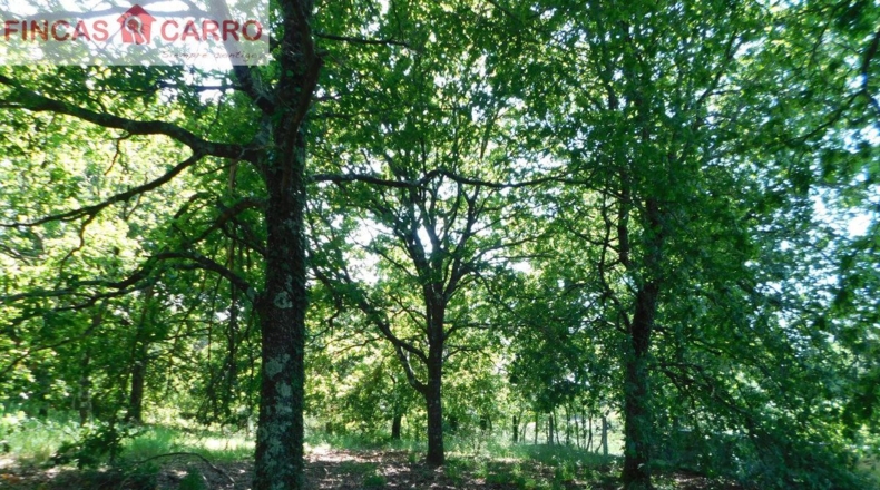 Pontevedra - Santa Xeve O Quinteiro - 4424m2