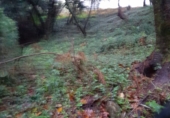 Non-developable land for sale in Pontevedra ref: TR69261 photo
