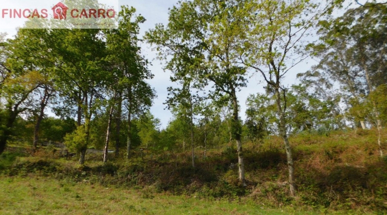 Pontevedra - Lameiro - 4631m2