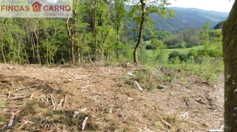 Pontevedra - Lameiro - 4631m2