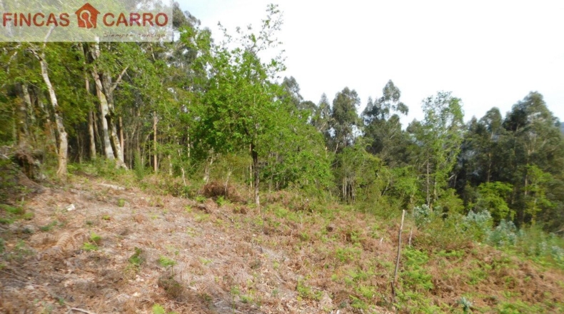 Pontevedra - Lameiro - 4631m2