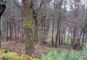 Non-developable land for sale in Vila de Cruces ref: TR89613 photo