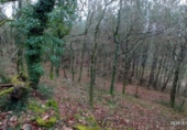 Non-developable land for sale in Vila de Cruces ref: TR89613 photo