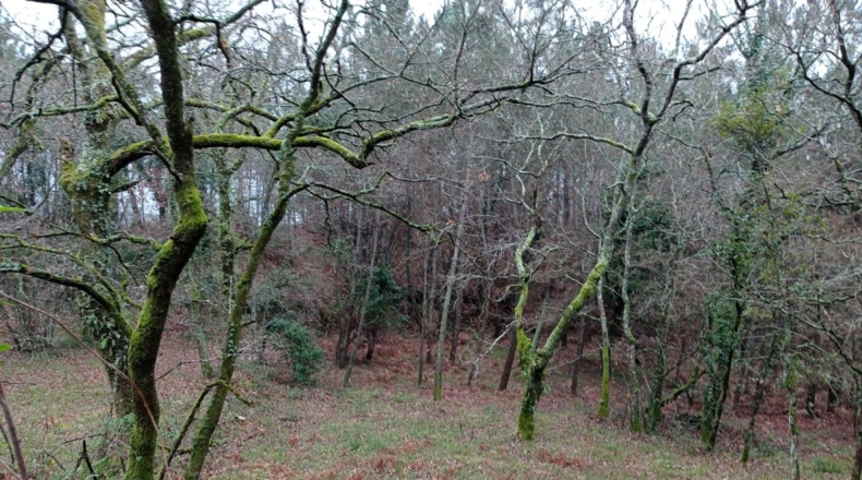 Pontevedra - A Moa - 27000m2