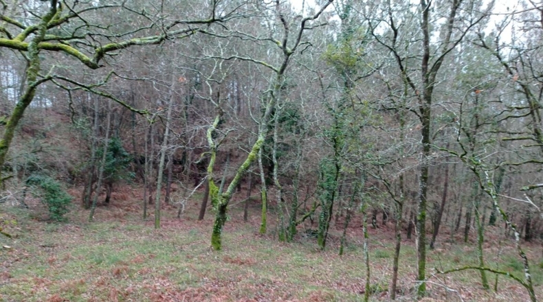 Pontevedra - A Moa - 27000m2