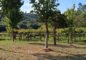 Non-developable land for sale in Cerdedo ref: TR89838 photo
