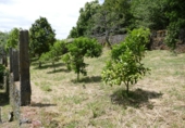 Non-developable land for sale in Cerdedo ref: TR344826 photo