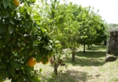 Non-developable land for sale in Cerdedo ref: TR344826 photo