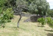 Non-developable land for sale in Cerdedo ref: TR344826 photo
