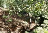 Non-developable land for sale in Cerdedo ref: TR344908 photo