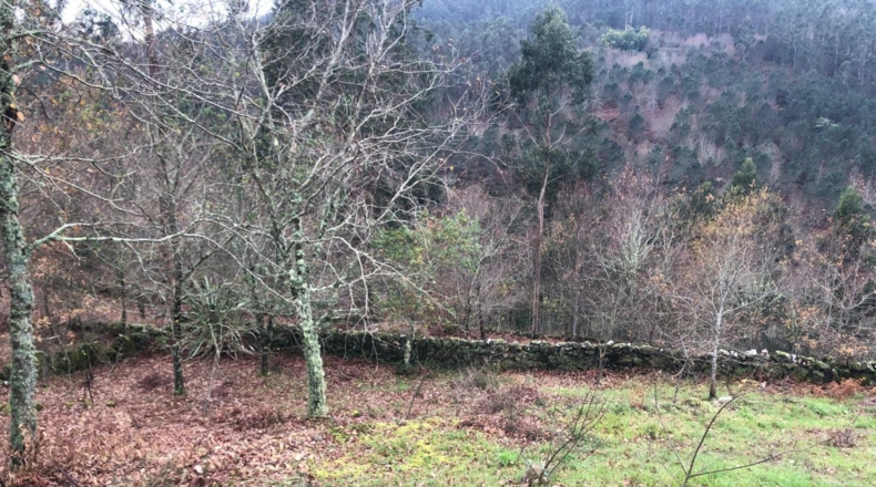 Pontevedra - Pontevedra - 8000m2