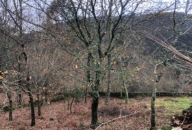 Cotobade 8000&nbsp;m²