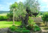Detached villa with land for sale in Berantevilla ref: TR18851 photo