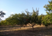 Terreno no urbanizable en venta en Zambrana ref: TR52835 foto