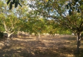 Terreno no urbanizable en venta en Zambrana ref: TR52835 foto