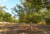 Terreno no urbanizable en venta en Zambrana ref: TR52835 foto