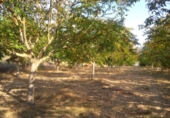 Terreno no urbanizable en venta en Zambrana ref: TR52835 foto
