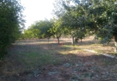 Terreno no urbanizable en venta en Zambrana ref: TR52835 foto