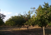 Terreno no urbanizable en venta en Zambrana ref: TR52835 foto