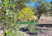 Terreno en venta en Ontinyent ref: TR94120 foto