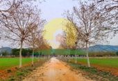 Rural estate for sale in Bocairent ref: TR105154 photo