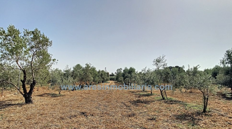 Córdoba - La Carlota - 6150m2