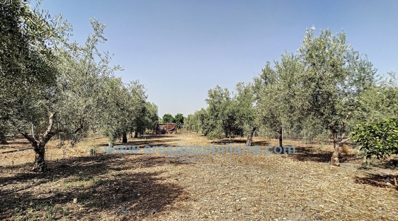 Córdoba - La Carlota - 6150m2