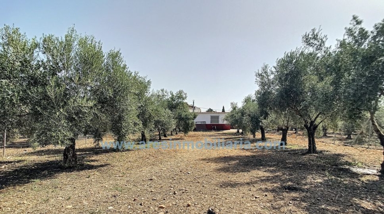 Córdoba - La Carlota - 6150m2