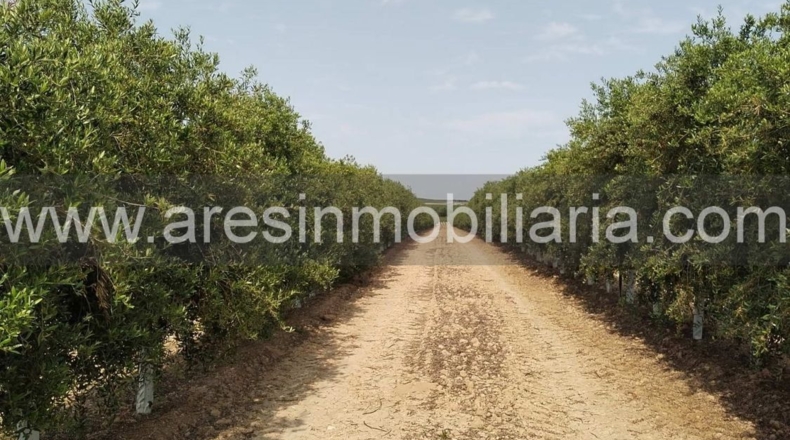 Sevilla - Écija - 20000m2
