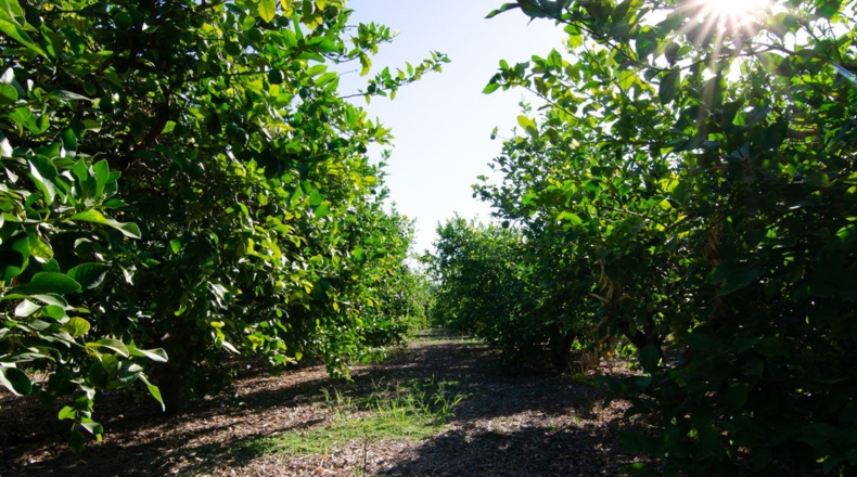 Murcia - Los Lages - 2236m2
