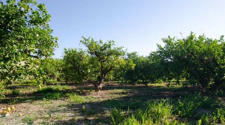 Murcia - Los Lages - 2236m2
