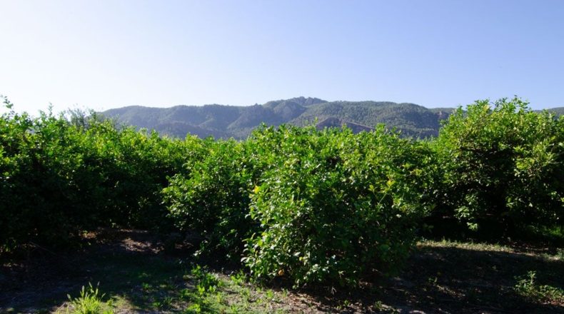 Murcia - Los Lages - 2236m2
