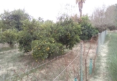 Sòl urbà en venda a la España, Múrcia, ref.: TR94289 foto